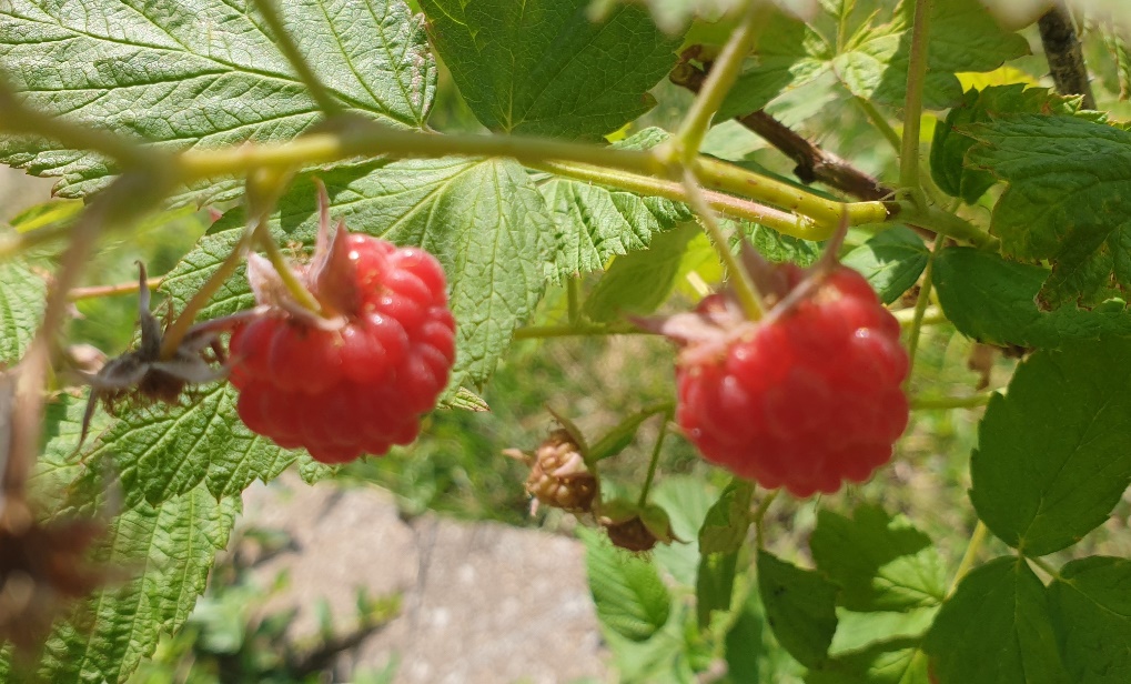 A couple of strawberries on a plant Description automatically generated with low confidence