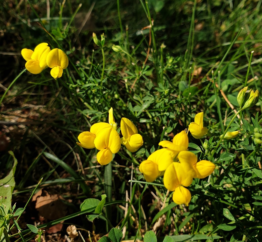 A group of yellow flowers Description automatically generated