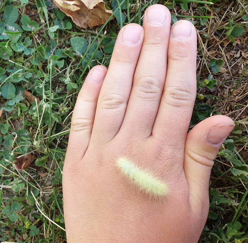 A picture containing grass, outdoor, hand Description automatically generated