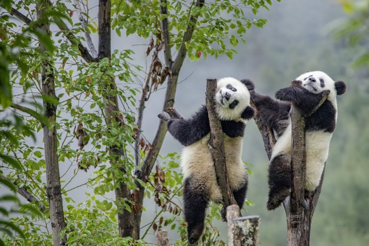 A couple of pandas climbing a tree Description automatically generated with low confidence
