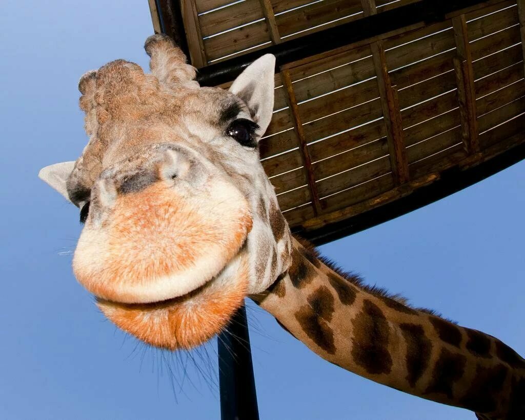 A giraffe with its mouth open Description automatically generated with medium confidence
