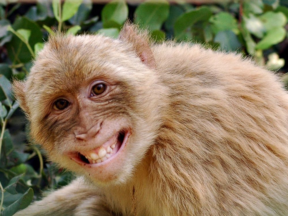 A monkey with its mouth open Description automatically generated with medium confidence