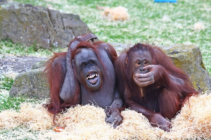 A picture containing grass, outdoor, mammal, ape Description automatically generated