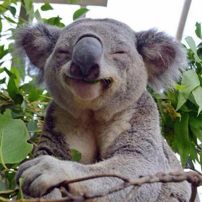 A picture containing mammal, outdoor, tree, koala Description automatically generated