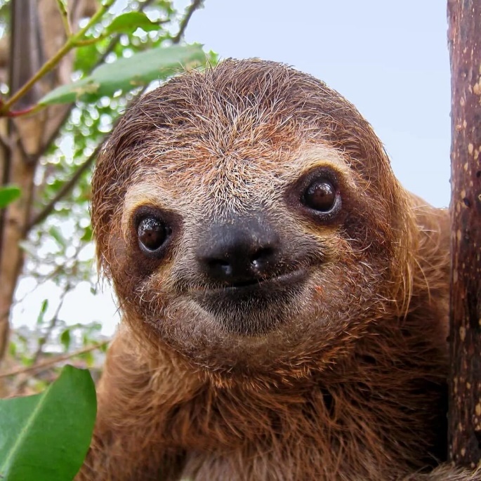A sloth looking at the camera Description automatically generated with medium confidence