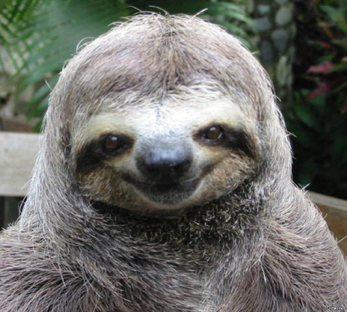 A sloth looking at the camera Description automatically generated with medium confidence