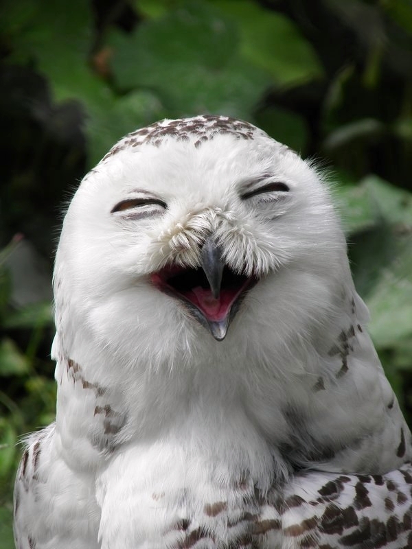 A white owl with its mouth open Description automatically generated