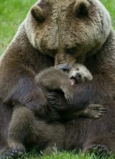 A picture containing grass, bear, outdoor, mammal Description automatically generated