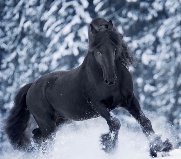 A black horse running through snow Description automatically generated with low confidence