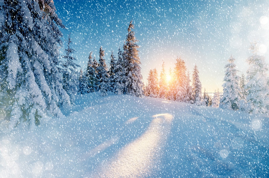 A snowy road with trees on either side of it Description automatically generated with medium confidence