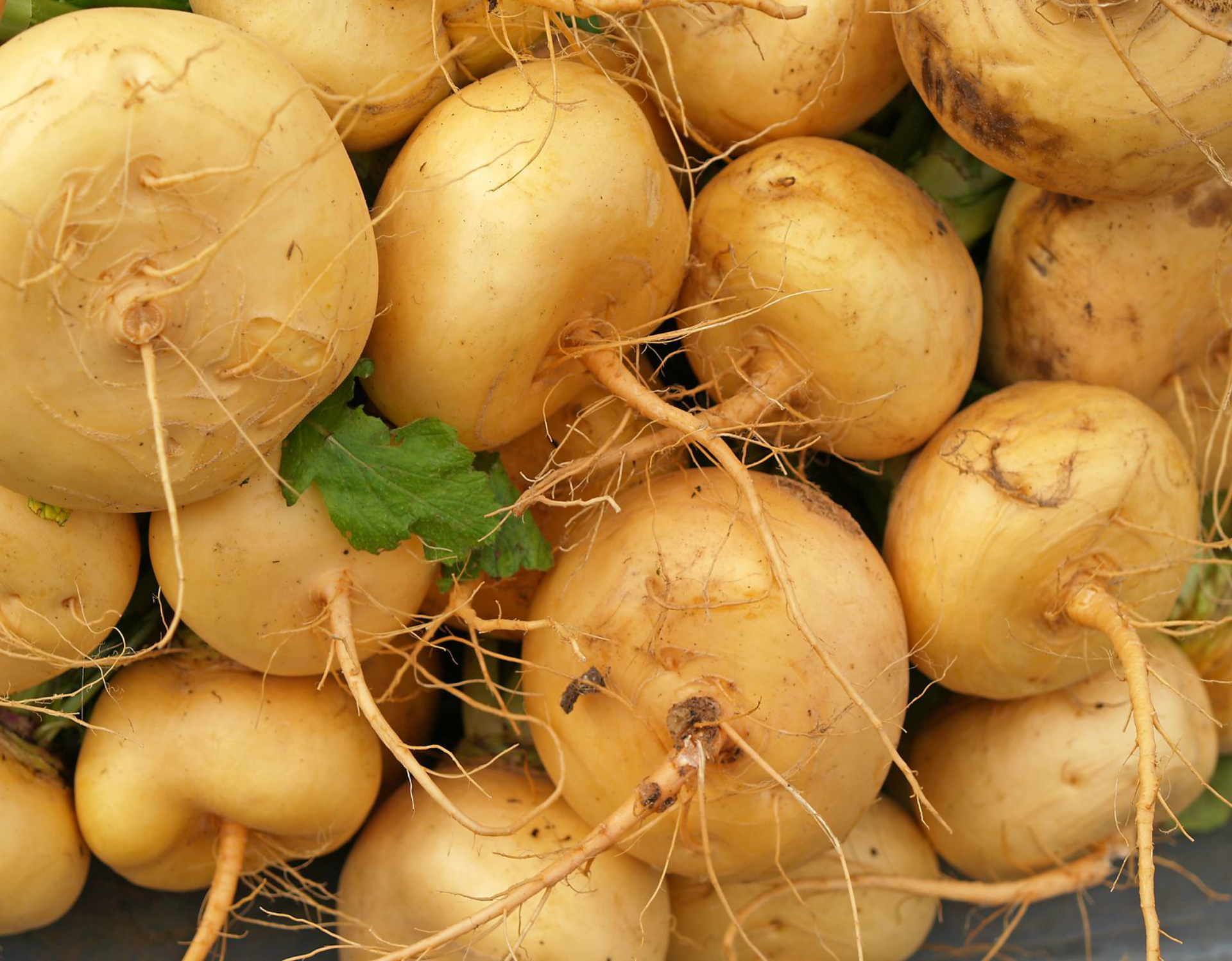 Репа желтая. Репа Голден Болл. Репа турнепс. Шалгам репа. Турнепс (Brassica Rapa).